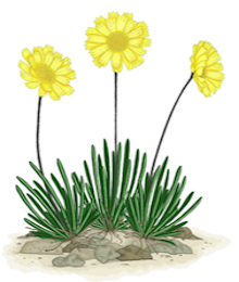 The Lakeside Daisy